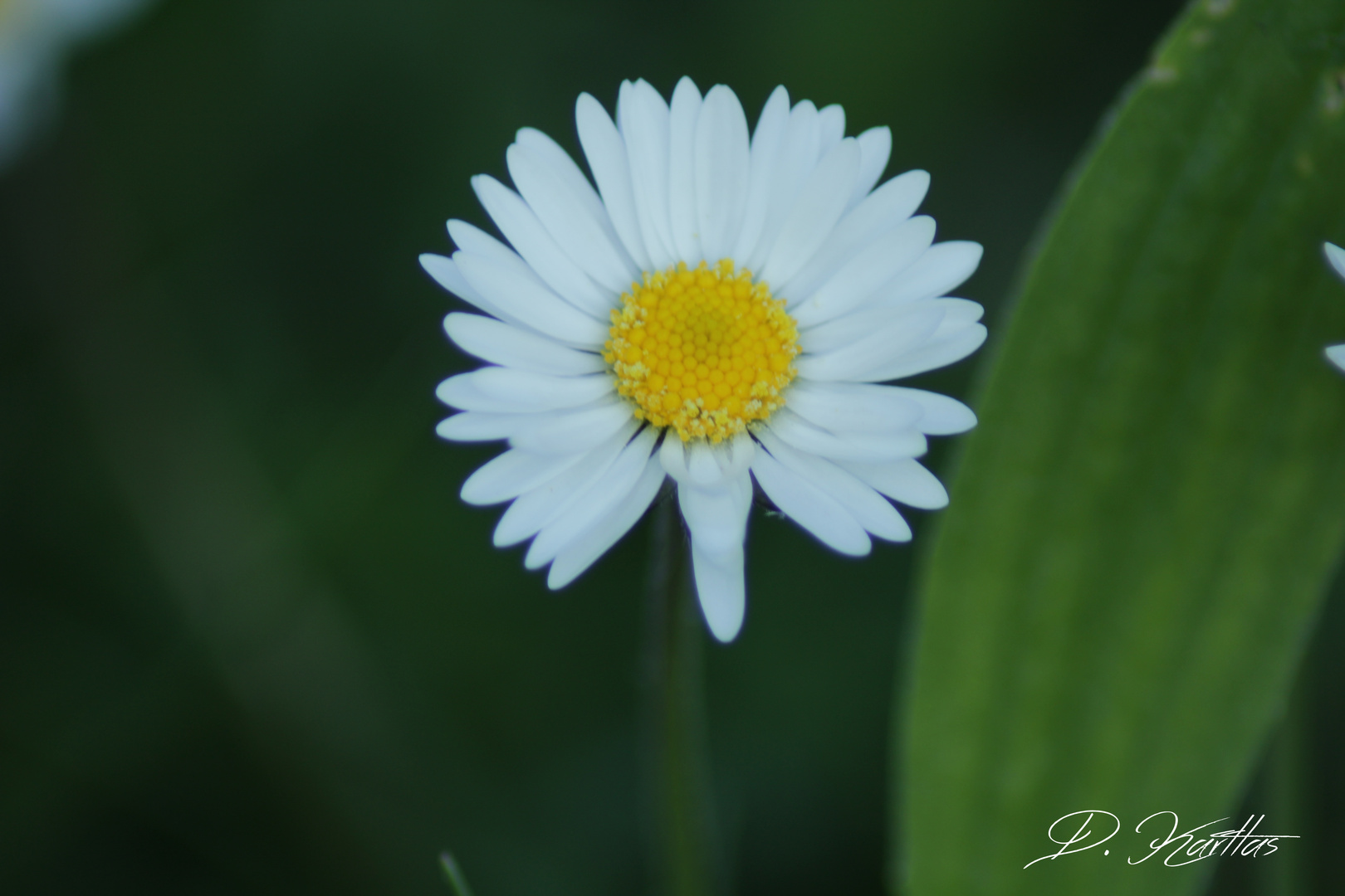 Gänseblümchen oder?