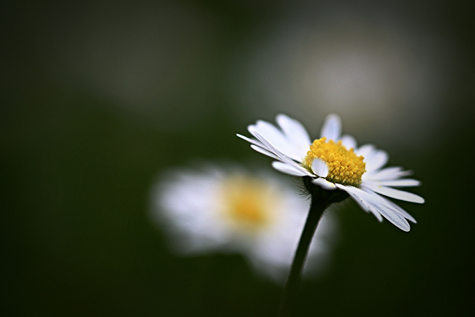 Gänseblümchen oder auch