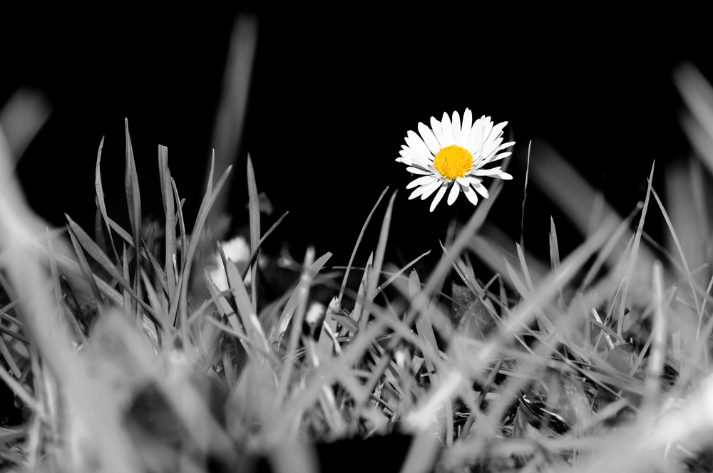 Gänseblümchen oder: Sommer, auf Wiedersehen!