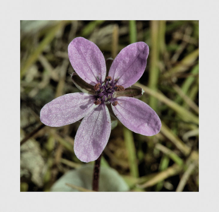 Gänseblümchen oder sowas ähnliches...