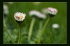 ---Gänseblümchen---öffne dich---