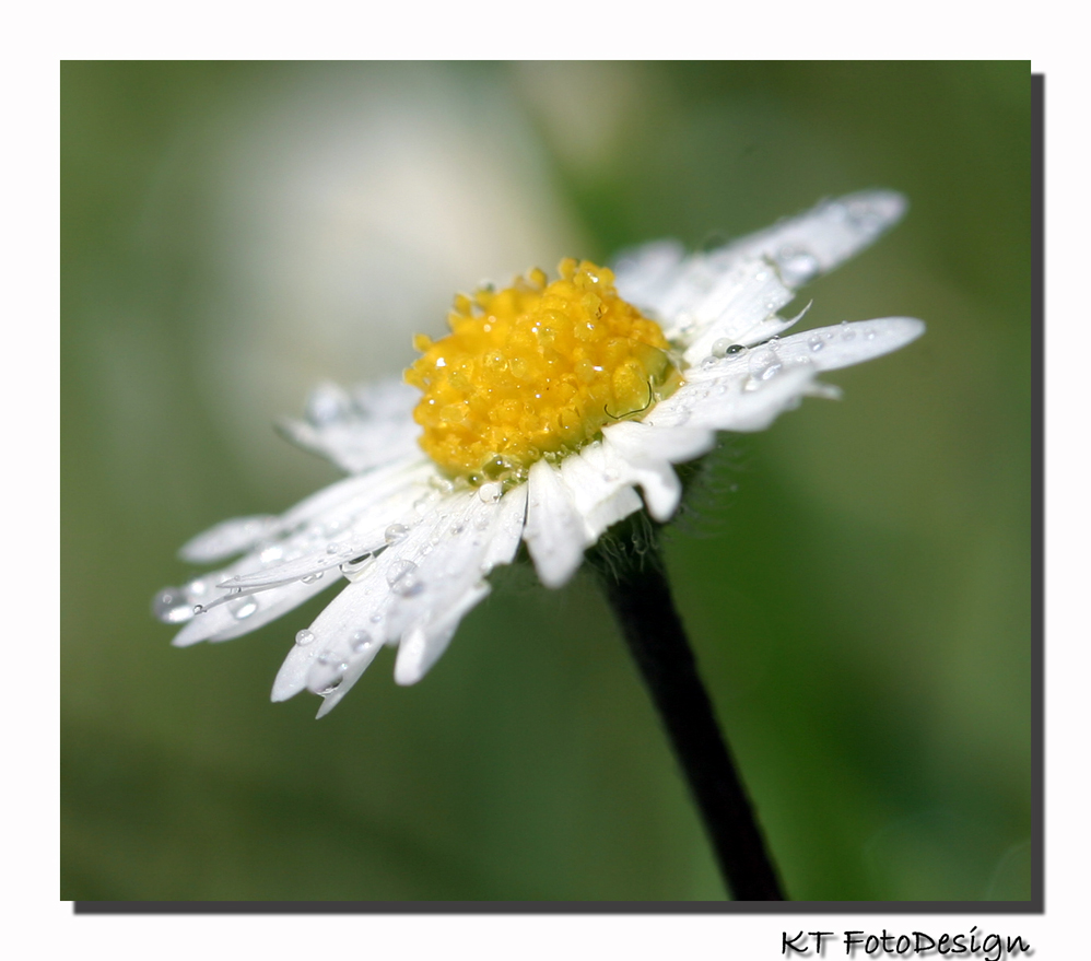 Gänseblümchen öffne Dich......