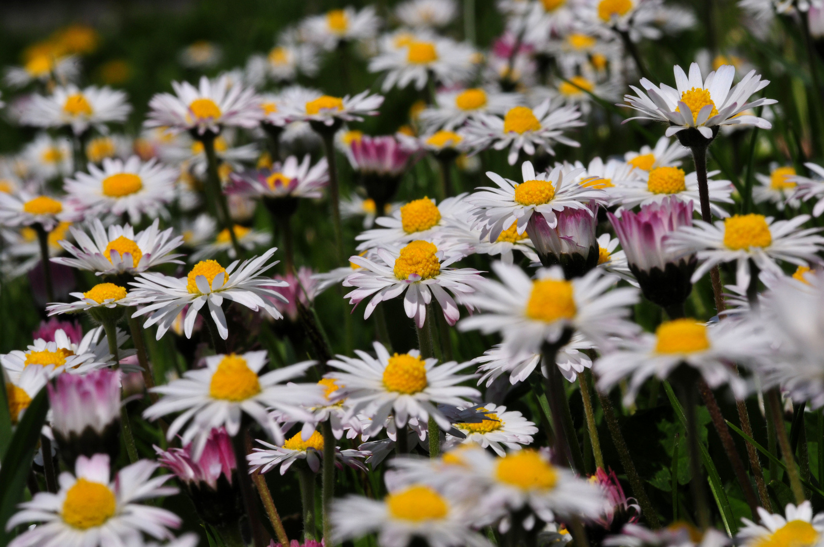 Gänseblümchen ohne Ende