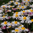 Gänseblümchen ohne Ende