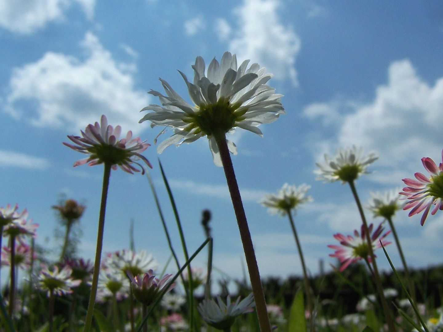 Gänseblümchen on tour