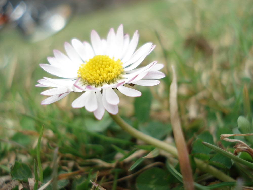 gänSeBlÜmChen =P