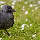 "Gänseblümchen, pah, bin ich ne Gans"