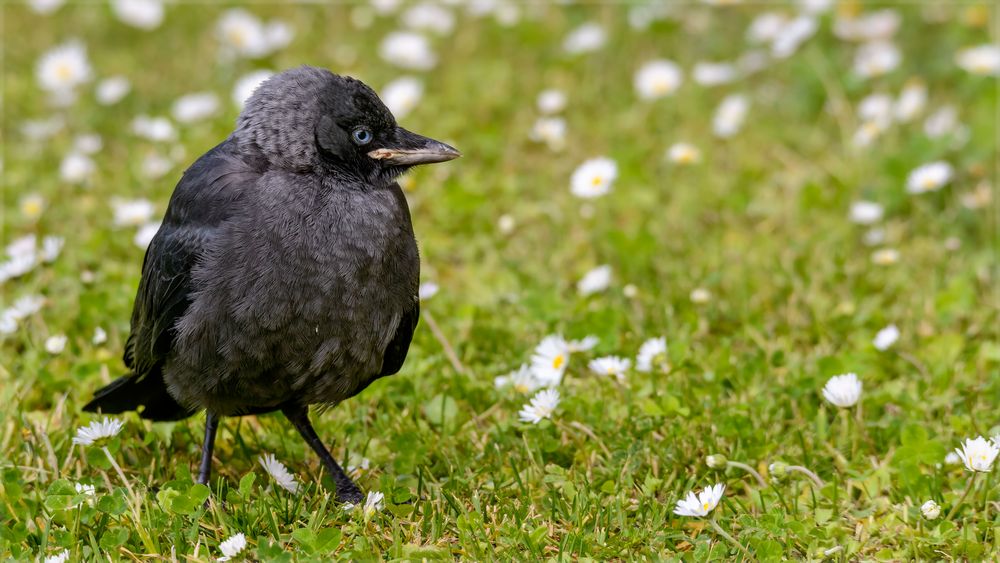 "Gänseblümchen, pah, bin ich ne Gans"