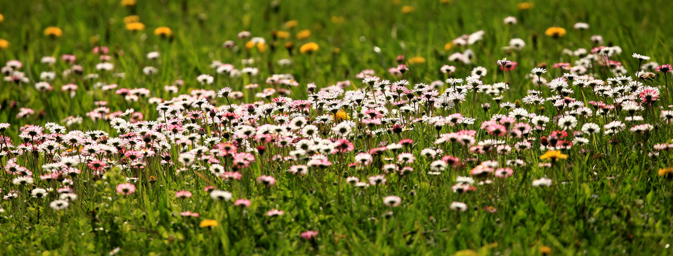 Gänseblümchen Pano