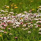 Gänseblümchen Pano