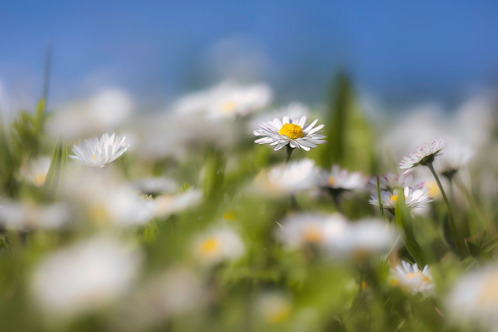 ... Gänseblümchen-Perspektive ...