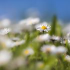 ... Gänseblümchen-Perspektive ...