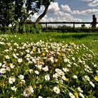 "Gänseblümchen-Perspektive"...........