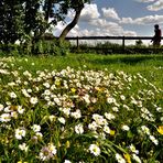 "Gänseblümchen-Perspektive"...........