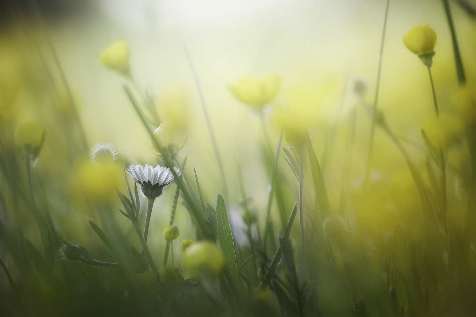 ... Gänseblümchen-Perspektive ...