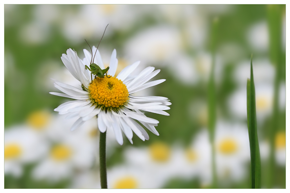 Gänseblümchen plus....