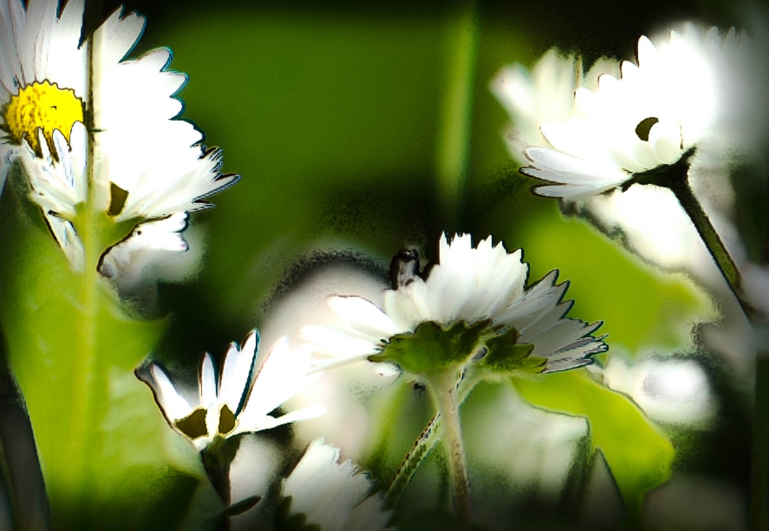 Gänseblümchen / Pâquerettes / Daisies