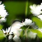 Gänseblümchen / Pâquerettes / Daisies