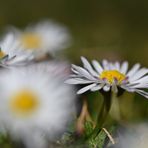 Gänseblümchen pur