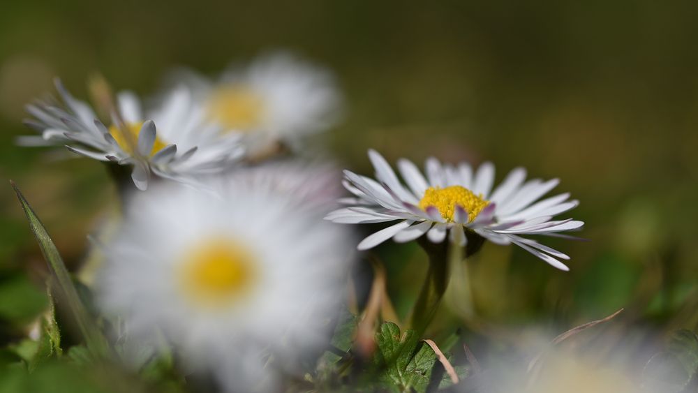 Gänseblümchen pur