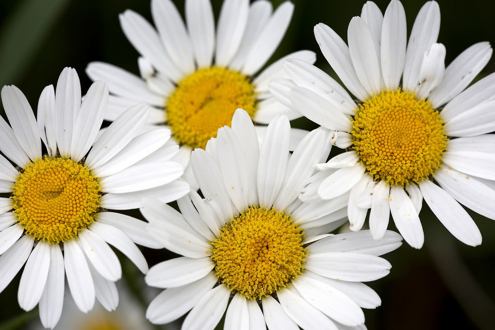 Gänseblümchen Quartett