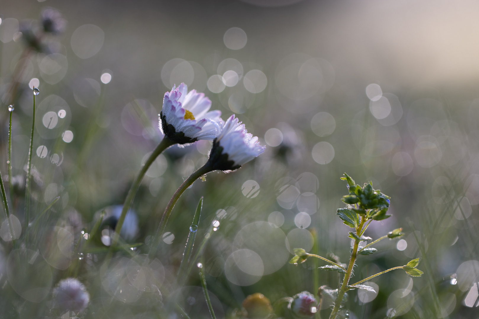 Gänseblümchen SAC 0