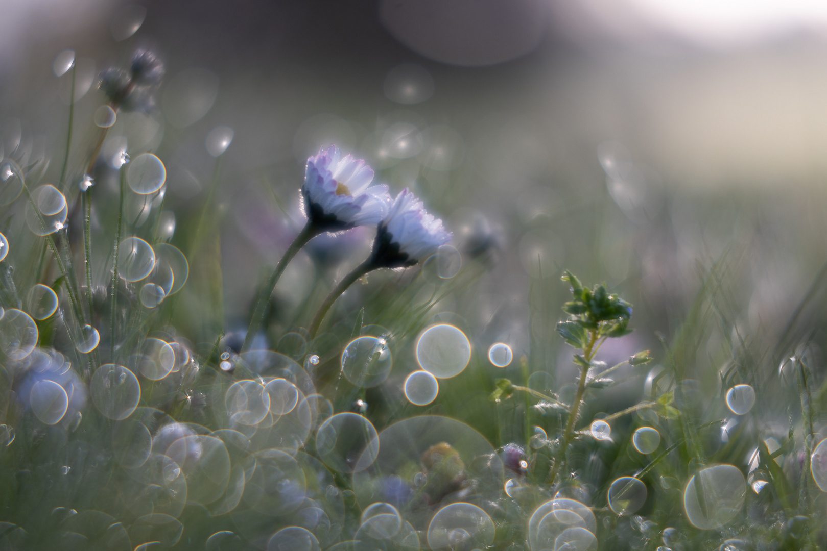 Gänseblümchen SAC-