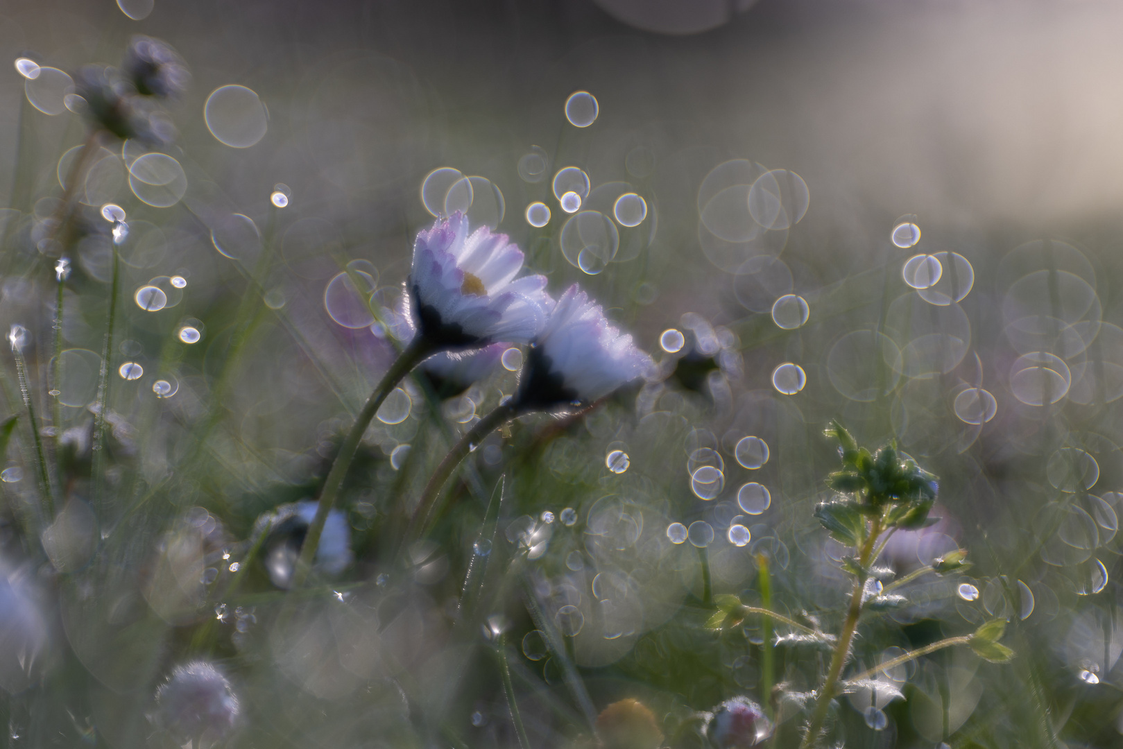 Gänseblümchen SAC+