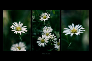 Gänseblümchen- so lieblich und wunderschön.