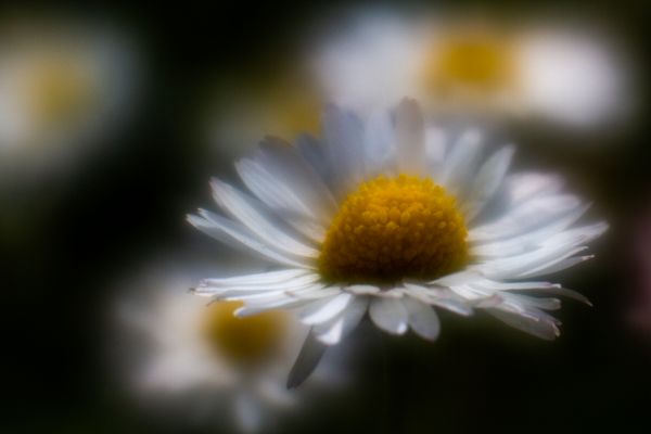 Gänseblümchen soft