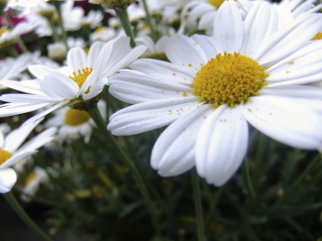 **Gänseblümchen Sommer**