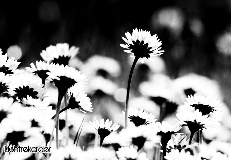 Gänseblümchen S/W