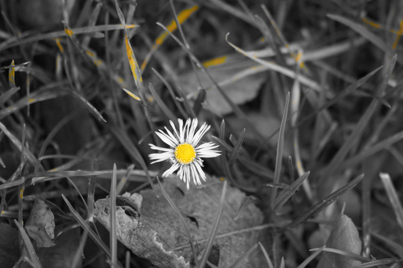 Gänseblümchen S/W