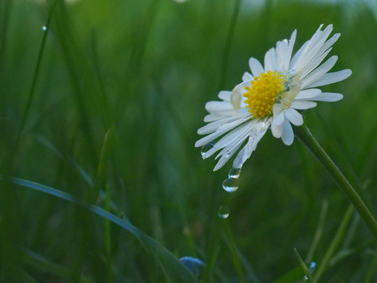 Gänseblümchen Tautropfen