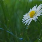 Gänseblümchen Tautropfen