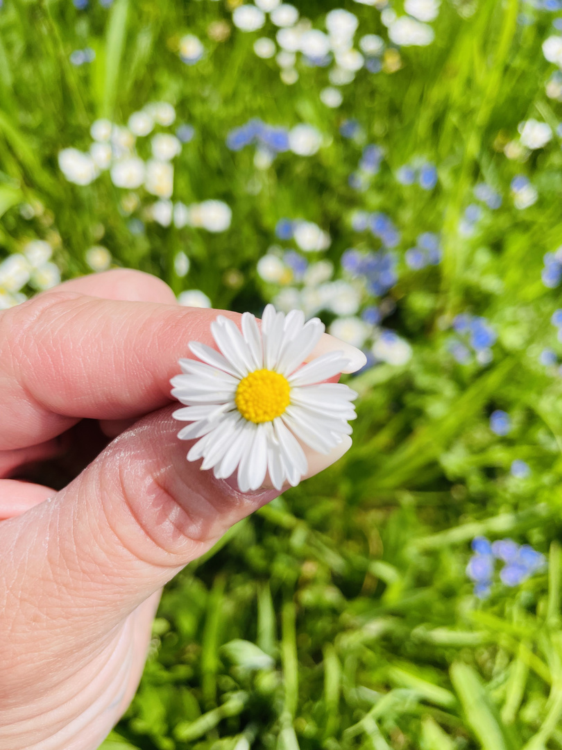 Gänseblümchen to Go 