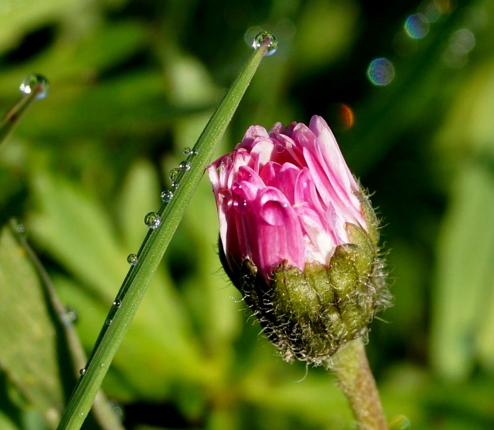 Gänseblümchen trifft Grashalm