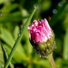 Gänseblümchen trifft Grashalm