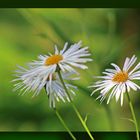 Gänseblümchen Trilogie