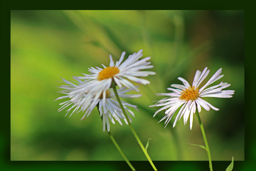 Gänseblümchen Trilogie