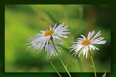 Gänseblümchen Trilogie