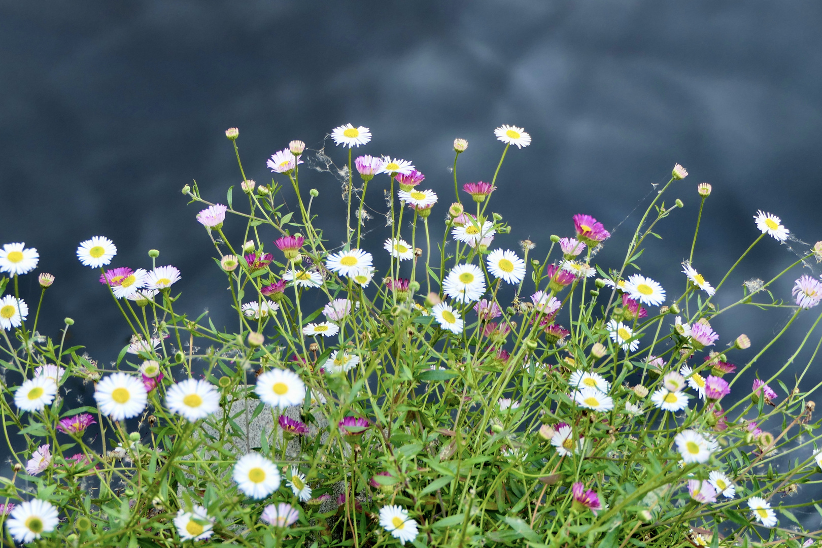 Gänseblümchen über Wasser