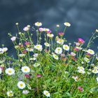 Gänseblümchen über Wasser