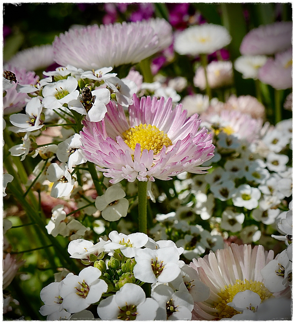 Gänseblümchen und andere