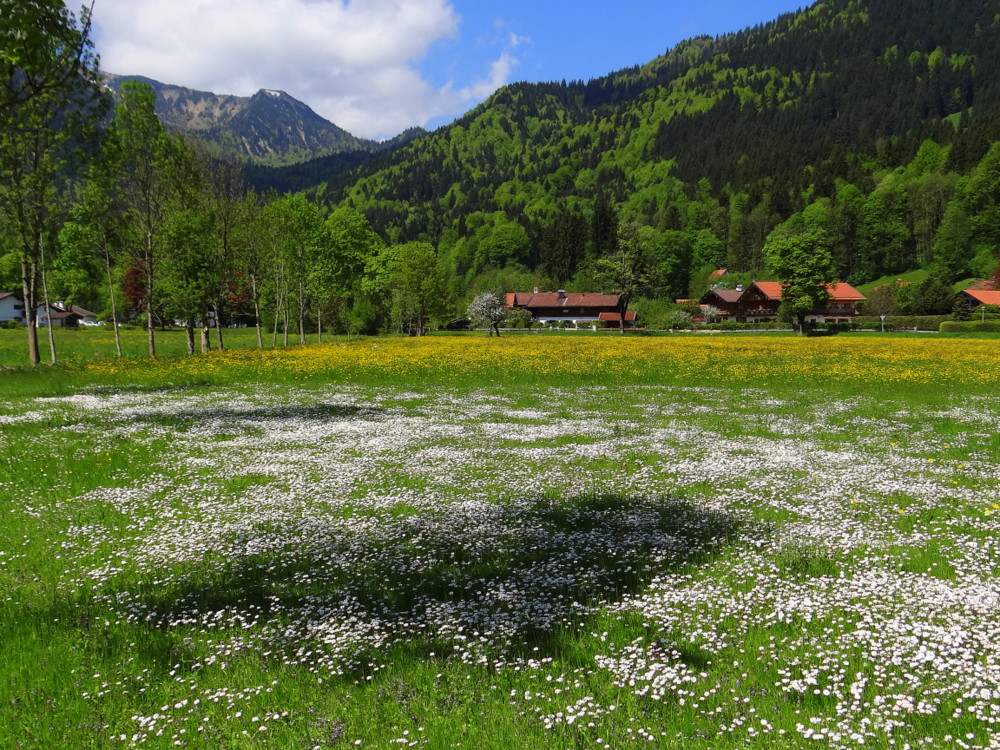 Gänseblümchen und Butterblumen