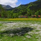 Gänseblümchen und Butterblumen