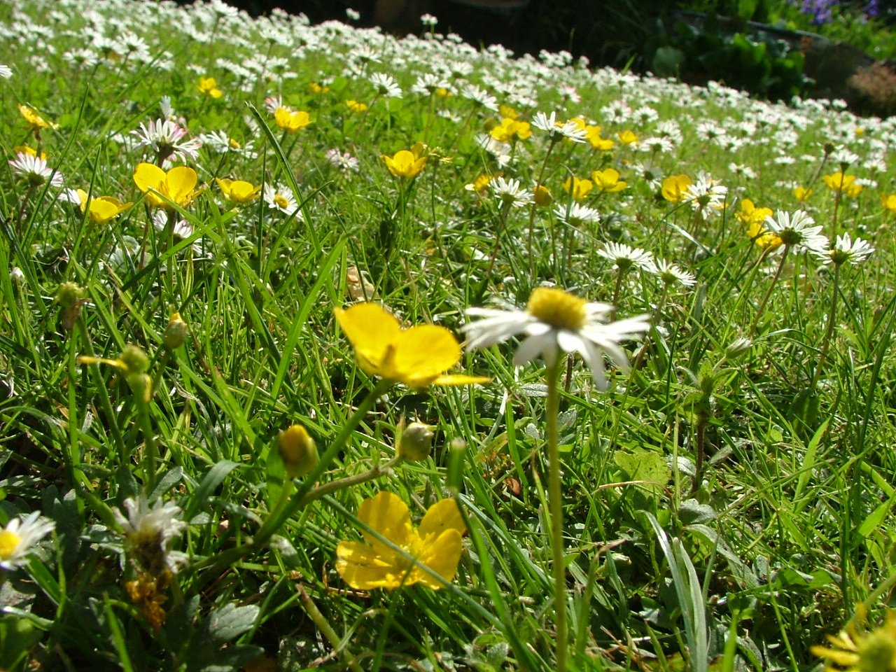 Gänseblümchen und butterblumen