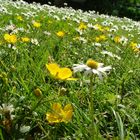 Gänseblümchen und butterblumen