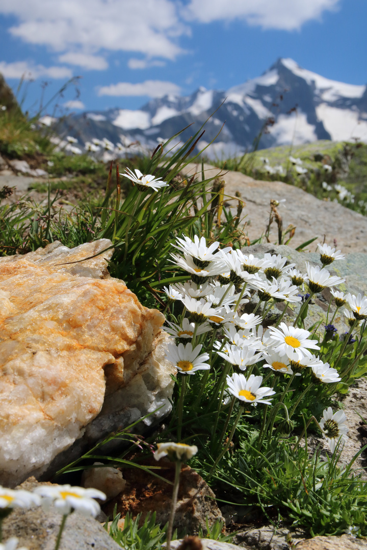 Gänseblümchen und Dreiherrnspitze