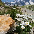 Gänseblümchen und Dreiherrnspitze